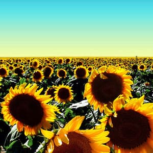 Be The Sun