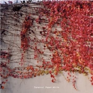 Paper White [EP]