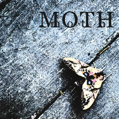 Moth