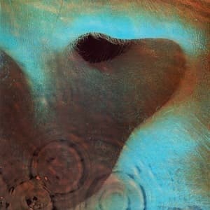 Meddle