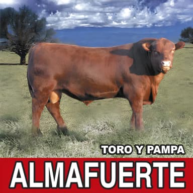 Toro Y Pampa
