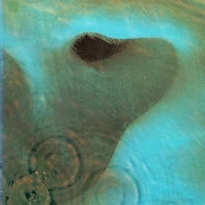 Meddle