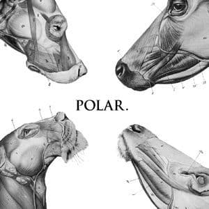 This Polar Noise EP