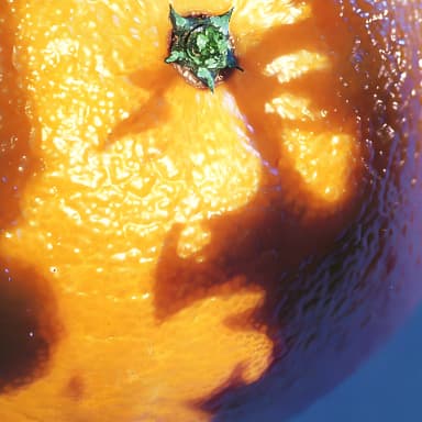 A Picture Of Nectar