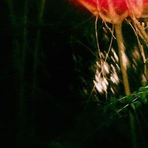 Slow Earth Ritual