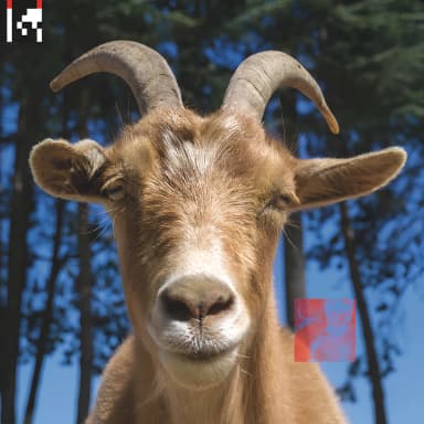 .dev
