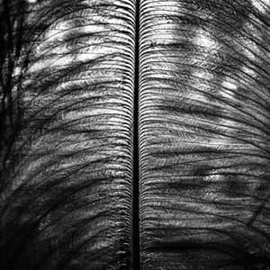 Vestige