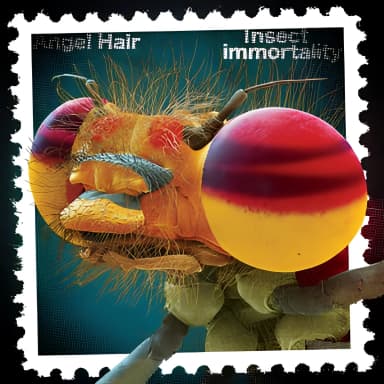 Insect Immortality