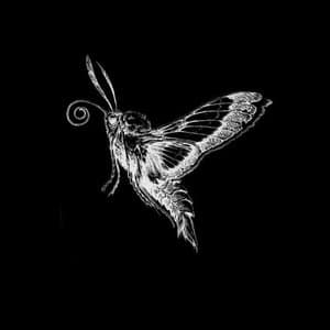 Moth