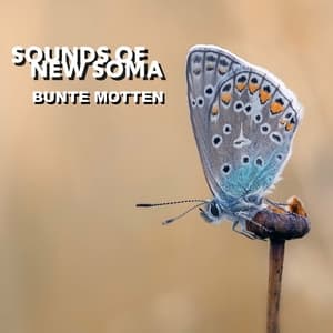 Bunte Motten