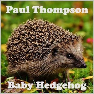 BABY HEDGEHOG