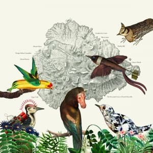 The Birds of Marsville