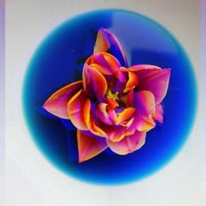 Patient Bloom
