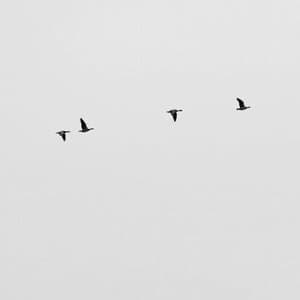 The Mists