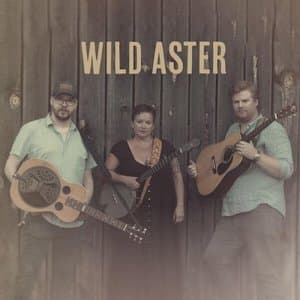 Wild Aster