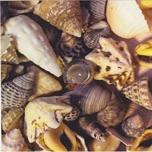 Seashells