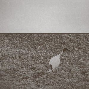 Ibis
