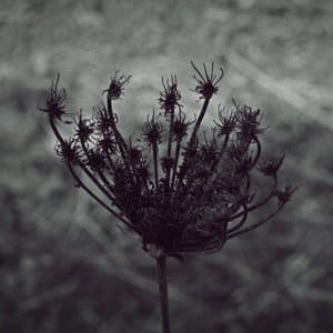 Spira