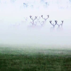 Scores Vol 1