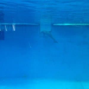 The Dolphin
