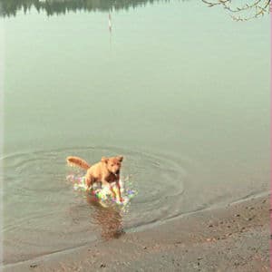 MUD DOG
