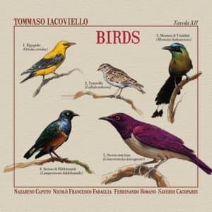 Birds