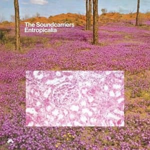 Entropicalia