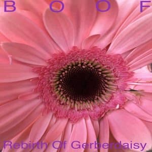 Rebirth Of Gerberdaisy
