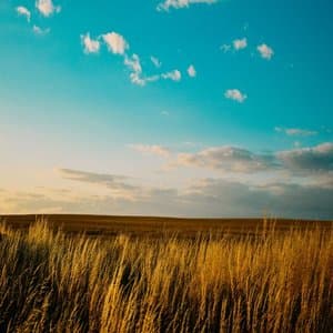 Far Away Fields