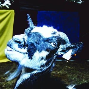 Day Trip to The Petting Zoo