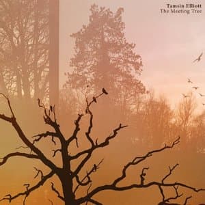The Meeting Tree