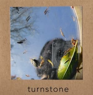 Turnstone