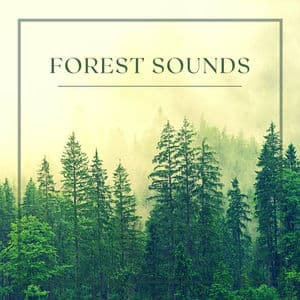Forest Sounds - Rain, Birds, Wind and Relaxing Music