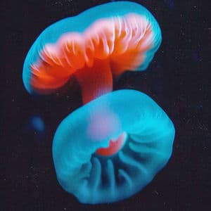 Gliese 667Cc