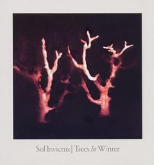 Trees In Winter