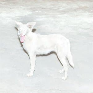 Malandra