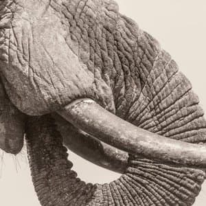 World Elephant Day