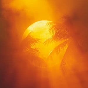 Roots of the Fireline