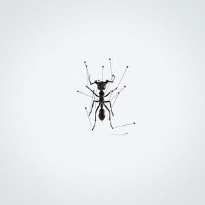 LES FOURMIS DIG