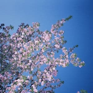 Bonsai Uprise
