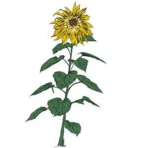 Music To Watch Seeds By 007: Brian DSouza (Sunflowers)