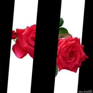Fall in Roses (Beat)